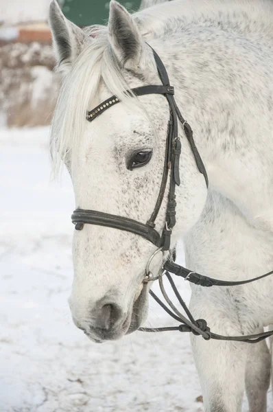 Nahaufnahme Porträt von Schimmel auf weißem Hintergrund. — Stockfoto