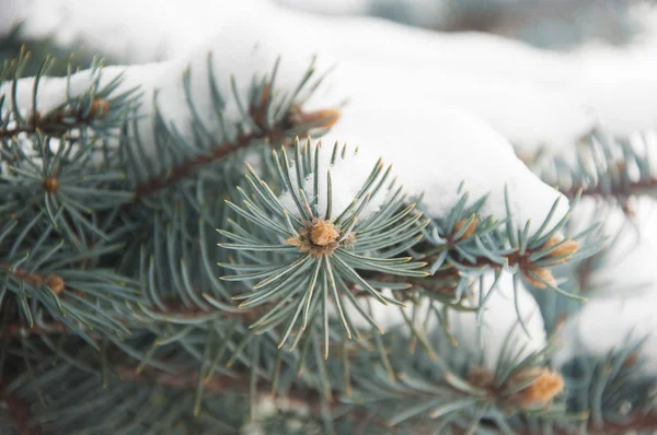 Christmas winter snowy spruce branch — 스톡 사진