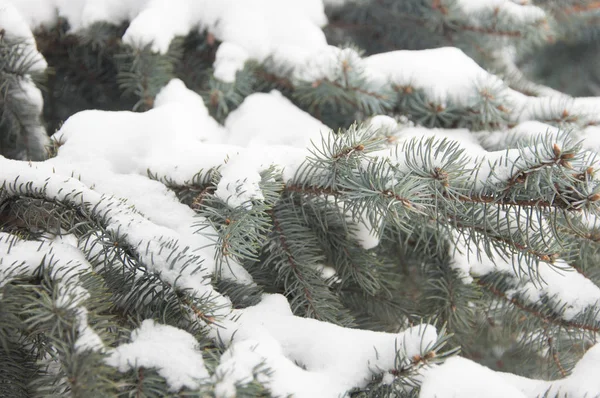 Kerst winter besneeuwde sparren tak — Stockfoto