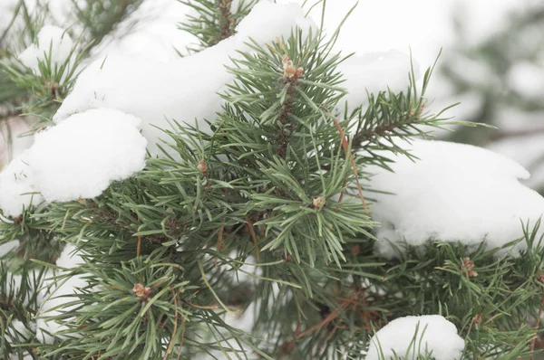 Kerst winter besneeuwde sparren tak — Stockfoto