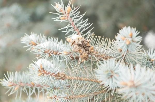 Natal inverno ramo de abeto nevado — Fotografia de Stock