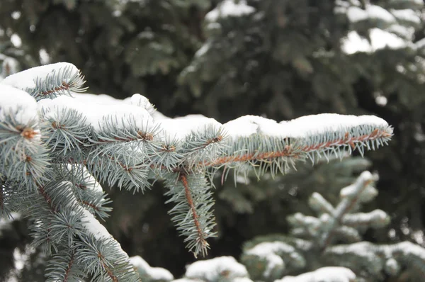 Kerst winter besneeuwde sparren tak — Stockfoto