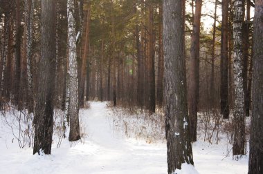 Ladin ve çam ağaçları içinde kar.