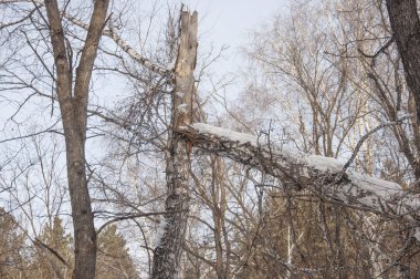 Ladin ve çam ağaçları içinde kar.