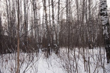 Ladin ve çam ağaçları içinde kar.