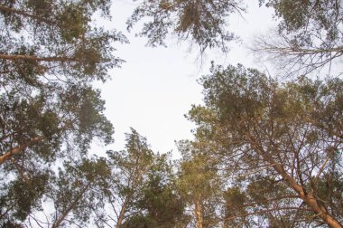 Ladin ve çam ağaçları içinde kar.
