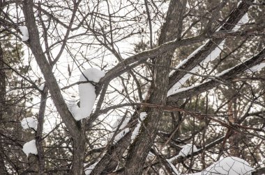 Ladin ve çam ağaçları içinde kar.