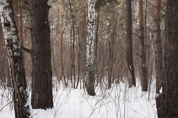 Śnieg na świerki i sosny. — Zdjęcie stockowe