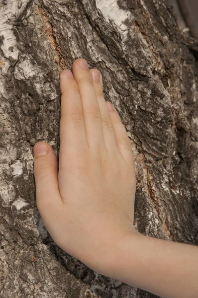 children hand on a birch tree background.