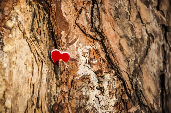 Coração preso a um pinheiro que simboliza o amor pela natureza — Fotografia de Stock