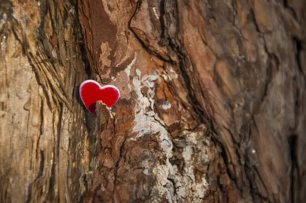Srdce přilepený na borovici symbolizující lásku k přírodě — Stock fotografie
