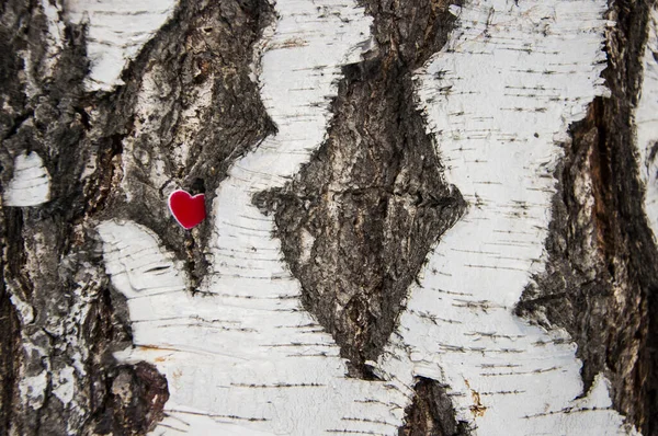 Cuore attaccato a un pino che simboleggia l'amore per la natura — Foto Stock