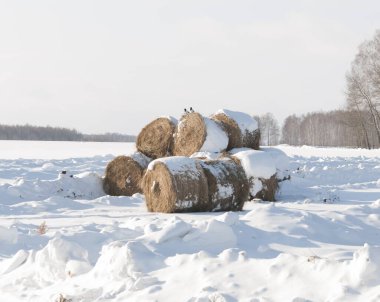 Kışın kar örtüsü altında saman yığınlarının manzarası 