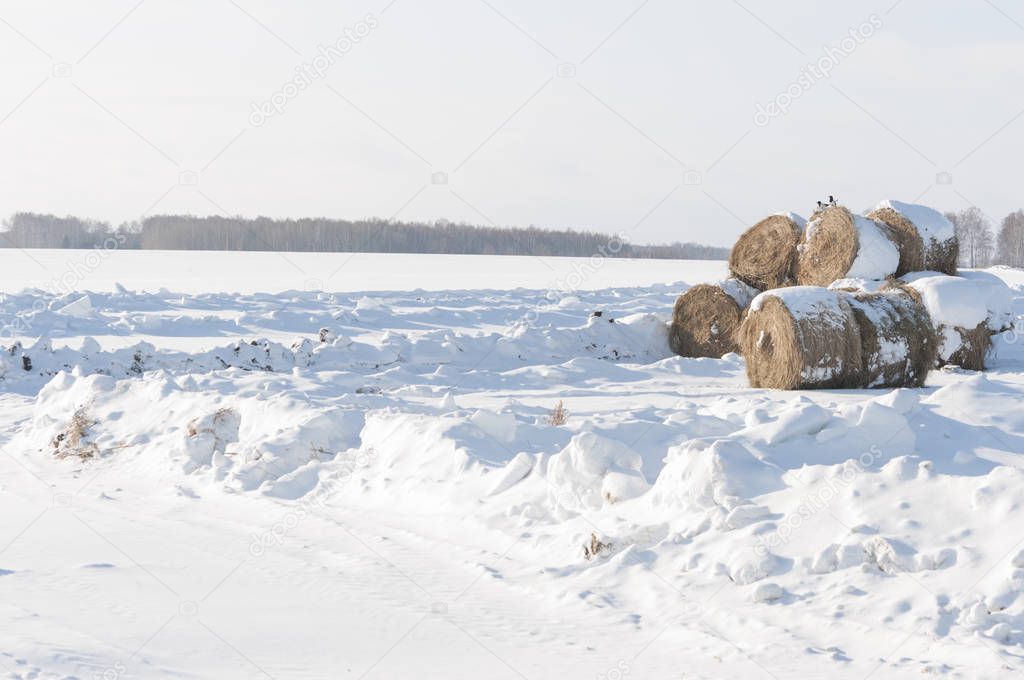 Scenic view on hay stacks under snow cap in wintertime 