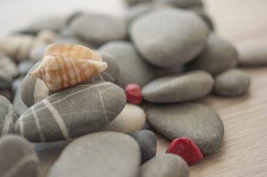 Beyaz tahta üzerinde deniz kabuğu olan gri çakıl taşı koleksiyonu. Doğal zemin. Üst manzara. 