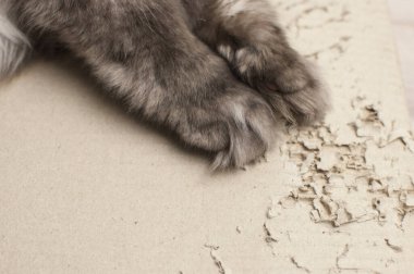 Gri kedi pençesi kağıt yırtmak için tırnak kullanarak karton oynar..