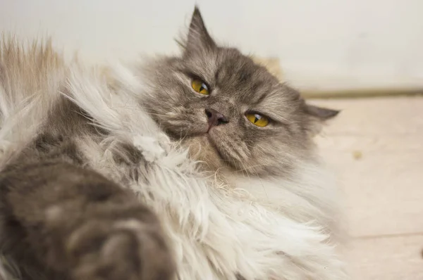 Fat Grey Cat Lying Floor — Stock Photo, Image