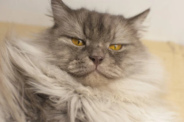 Gruby Siwy Kot Leżący Podłodze — Zdjęcie stockowe