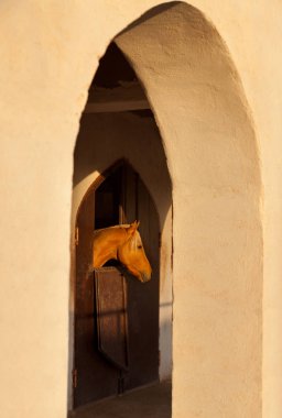 Güneşli kemerler arasında istikrarlı kahverengi at