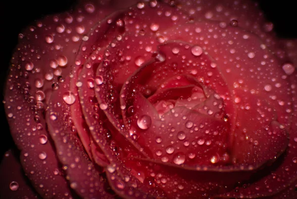 Rote Rose Regentropfen Makrofoto — Stockfoto