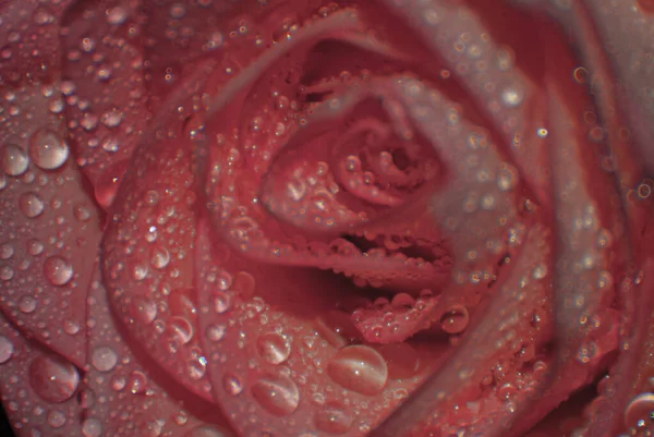 Rosa Roja Gotas Lluvia Macro Foto — Foto de Stock