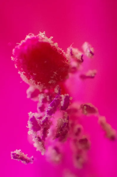 Schlumbergera Flower Drops Macro Photo — Stock Photo, Image