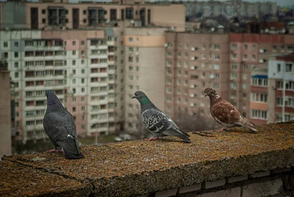 Şehrin Çatısında Güvercin Oturuyor — Stok fotoğraf