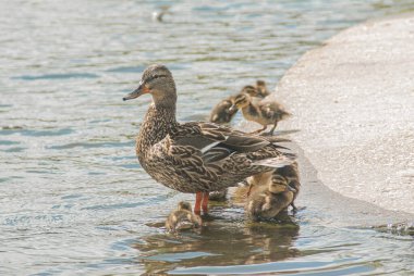 Yaban ördeği ve gölde ördekler