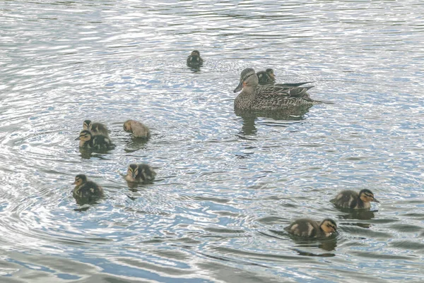 Pato Salvaje Con Patitos Estanque —  Fotos de Stock