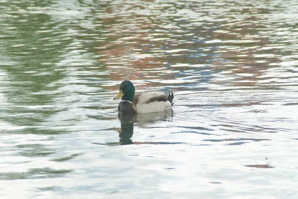 池塘里的野鸭和水鸭 — 图库照片