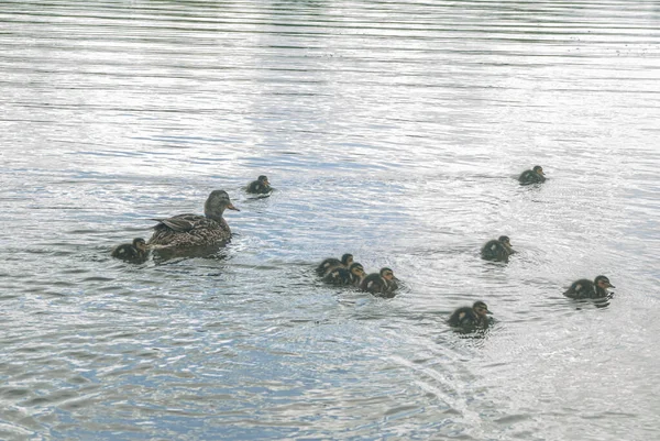 池塘里有小鸭的野鸭 — 图库照片