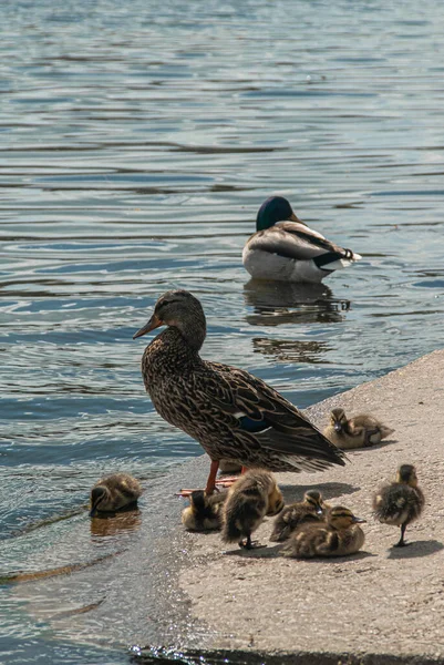 Pato Salvaje Con Patitos Estanque — Foto de Stock