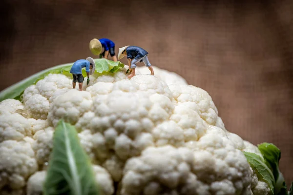 Agricultores asiáticos trabajando en el campo de la coliflor. Macro foto . — Foto de Stock