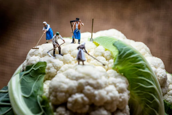 Agricultores en miniatura que trabajan en el campo de la coliflor. Macro foto . —  Fotos de Stock