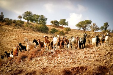 Keçi üstünde belgili tanımlık tepe otlatma. Kıbrıs