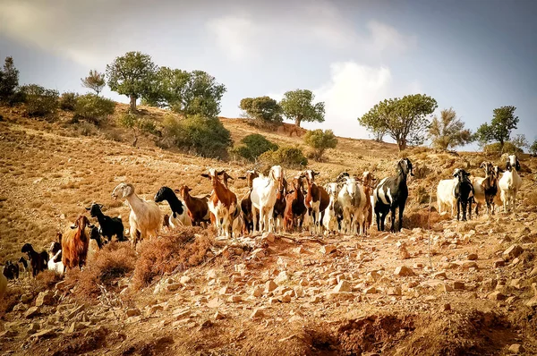 Keçi üstünde belgili tanımlık tepe otlatma. Kıbrıs