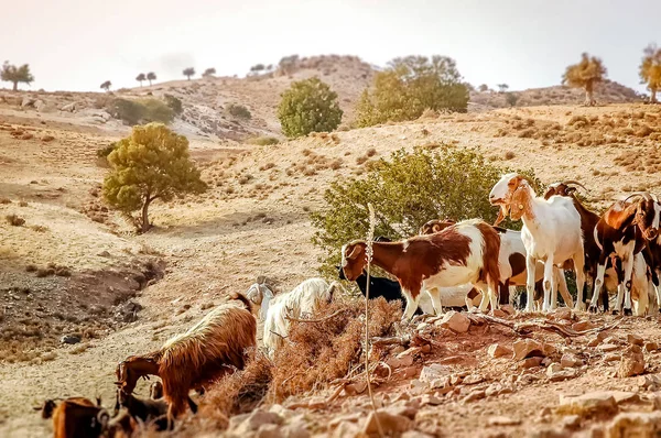 Flock of goats in a rural landscape. Cyprus — Stock Photo, Image