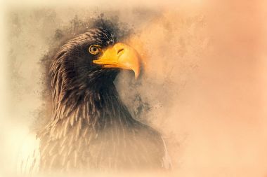 Steller'ın deniz kartal kroki. Dijital illüstrasyon