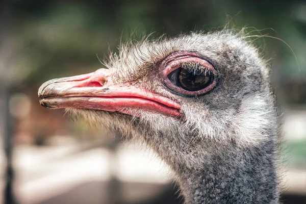 Devekuşu baş yakın çekim. Yan görünüm — Stok fotoğraf