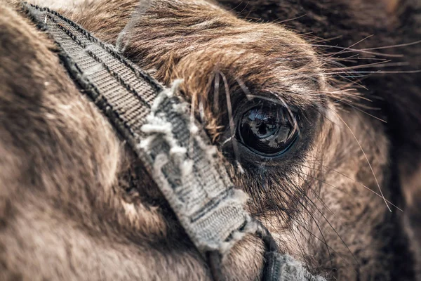 Primer plano del ojo de un camello — Foto de Stock