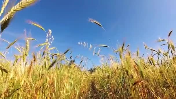 Walking Rye Field Slow Motion — Stock Video