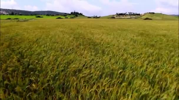 Movendo Acima Campo Trigo Paisagem Rural — Vídeo de Stock