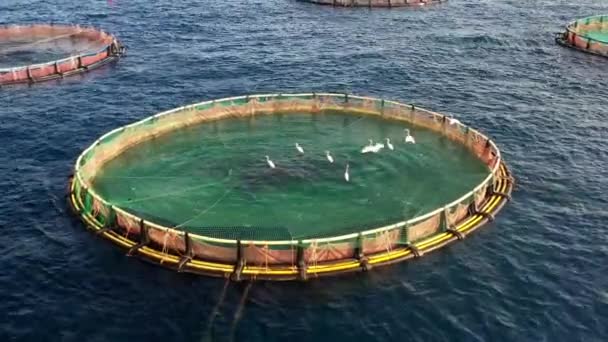 海鱼养殖场 浅海养鱼笼 — 图库视频影像