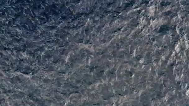 鱼类养殖笼的特写 — 图库视频影像