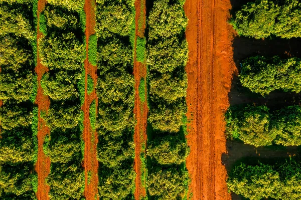 Rijen van groene sinaasappelbomen. Bovenaanzicht — Stockfoto