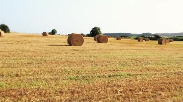 Moving Hay Field Pov View — Stock Video