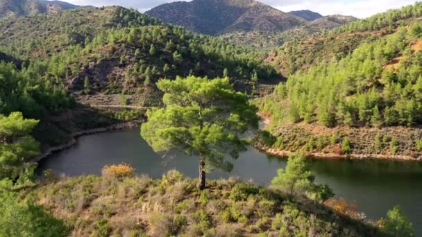 高山湖 有松树 — 图库视频影像