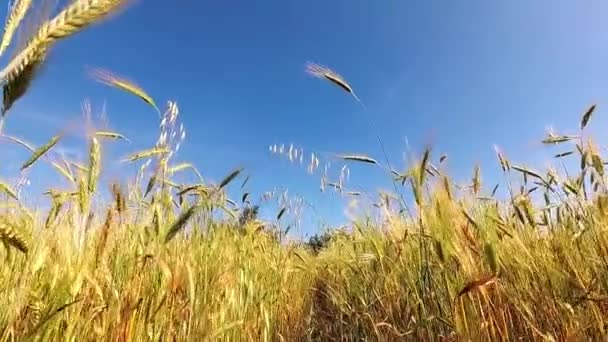 Lopend Door Het Roggeveld Langzame Beweging — Stockvideo