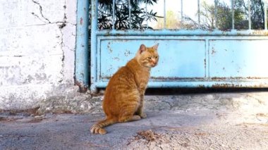 Kızıl kedi bir şeyden korkar ve kaçar.