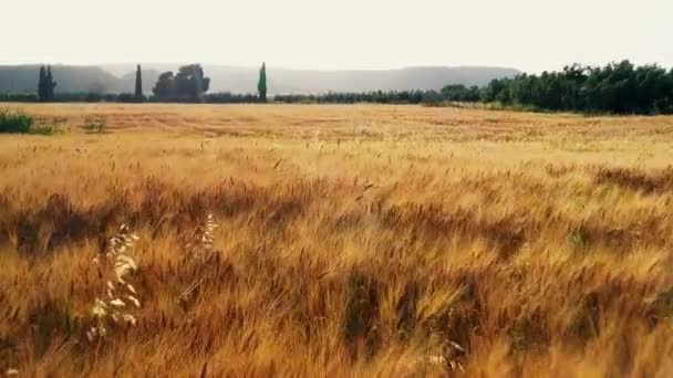 Low Angle Flight Ripe Yellow Wheat Field — Stock Video